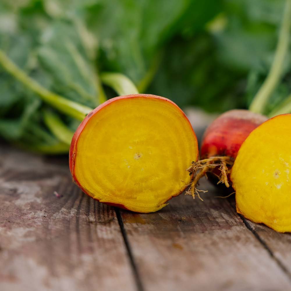 Graines de betterave 'Wintersonne' - 50 graines biologiques