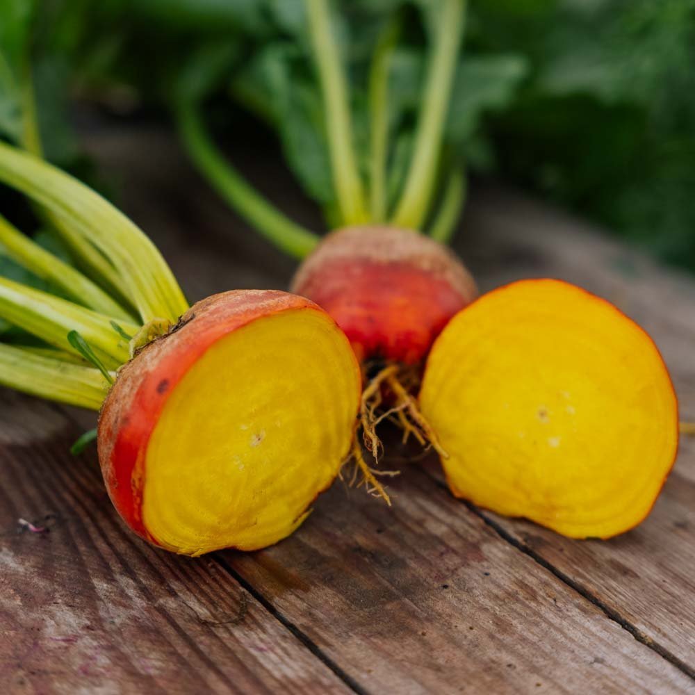 Graines de betterave 'Wintersonne' - 50 graines biologiques