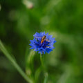 Graines de bleuet 'Cornflower' - 120 graines biologiques
