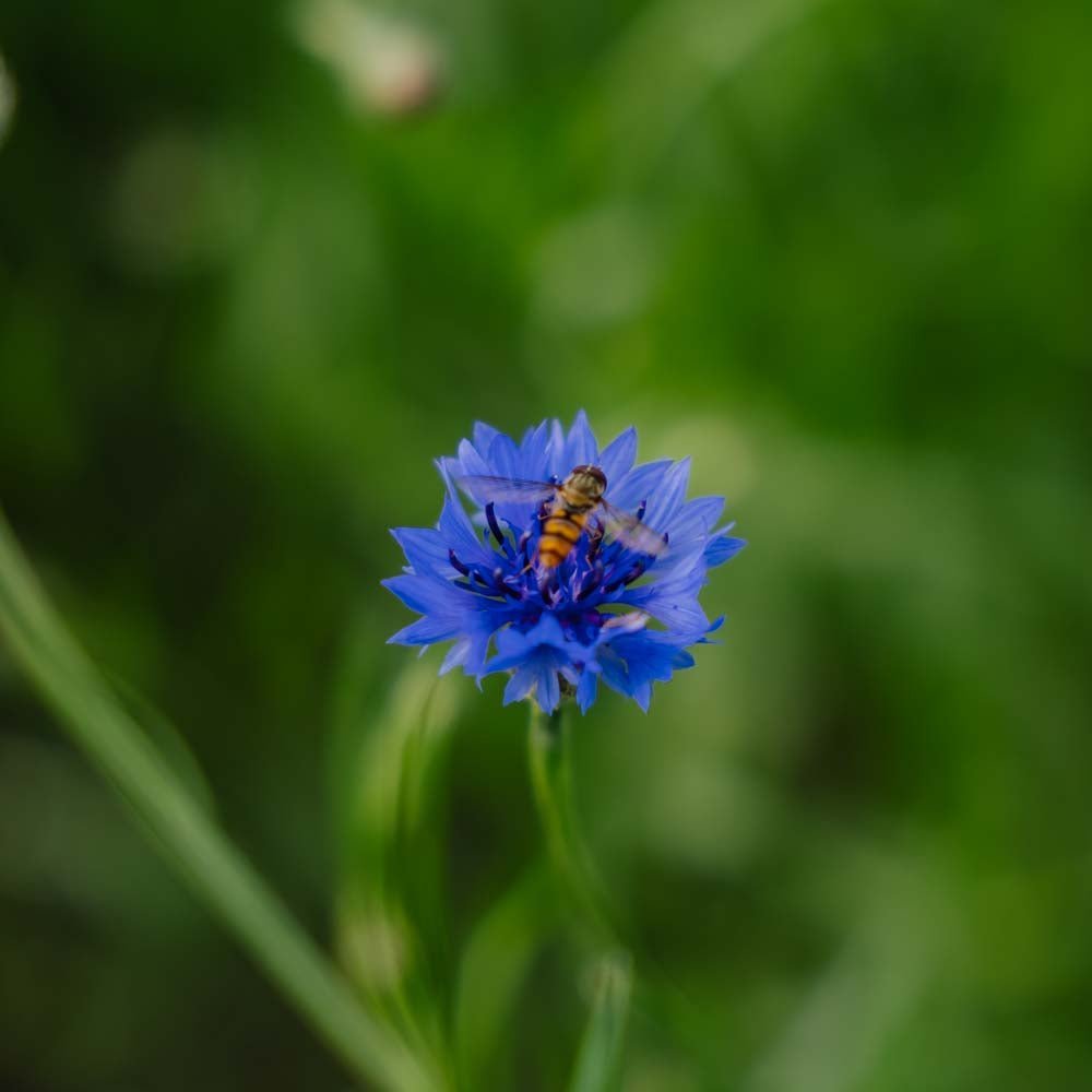 Graines de bleuet 'Cornflower' - 120 graines biologiques