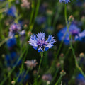 Graines de bleuet 'Cornflower' - 120 graines biologiques