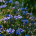 Graines de bleuet 'Cornflower' - 120 graines biologiques
