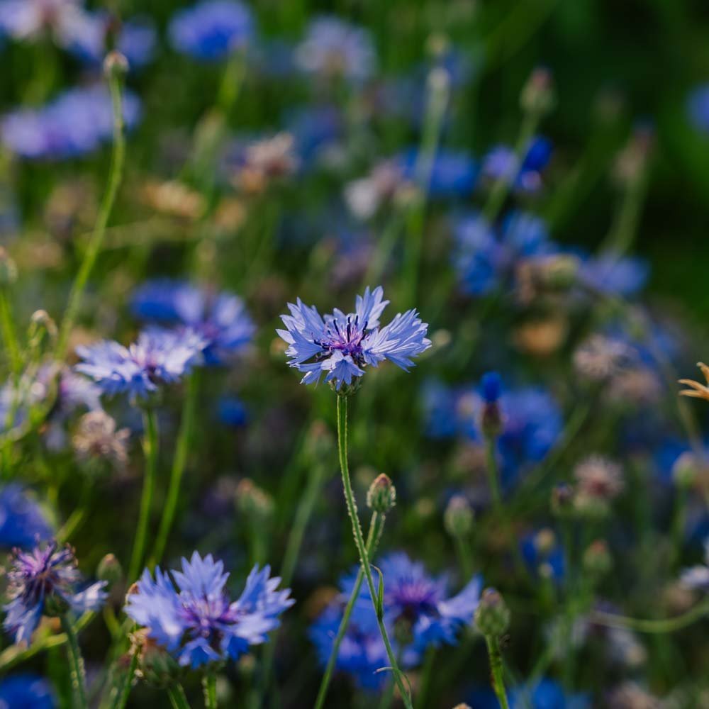 Graines de bleuet 'Cornflower' - 120 graines biologiques