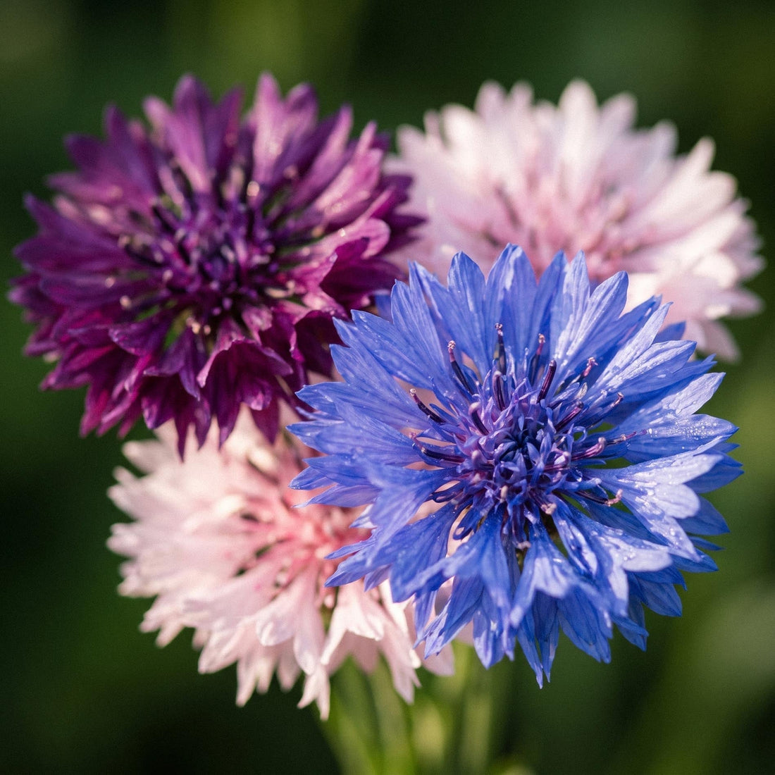Graines de bleuet 'Tall Double Mix' - 50 graines biologiques