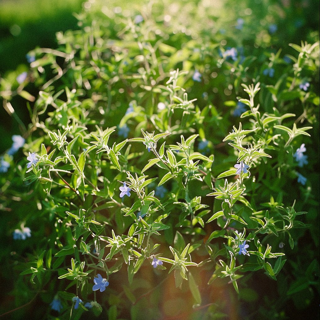 Graines de bourrache - 200 graines biologiques