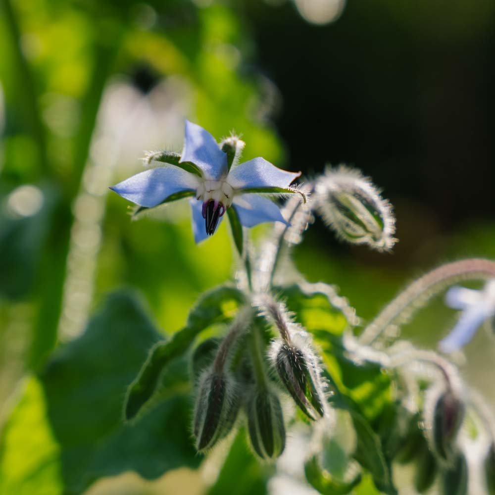 Graines de bourrache bleue - 50 graines biologiques