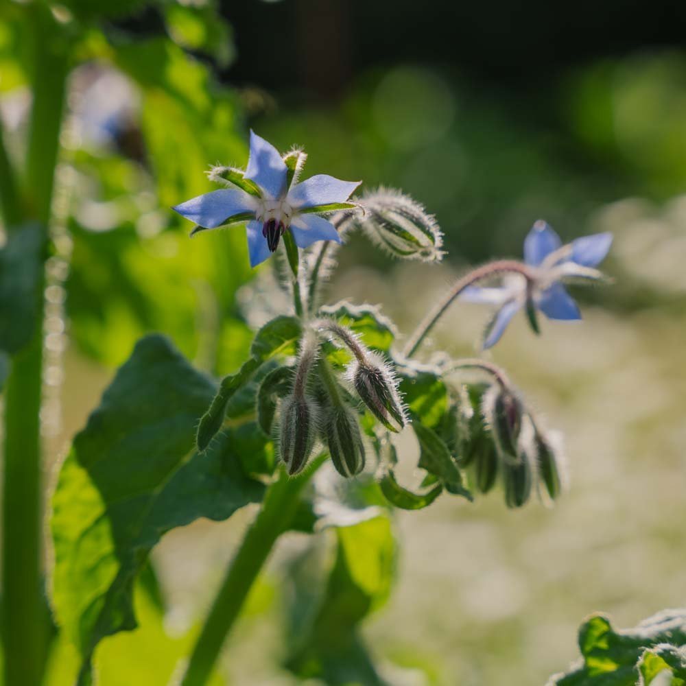 Graines de bourrache bleue - 50 graines biologiques