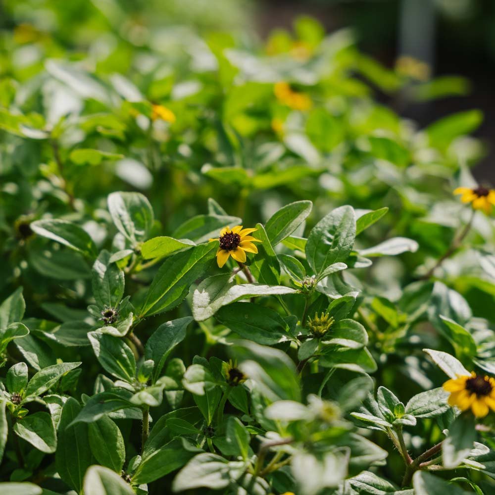 Graines de bouton d'or - 150 graines biologiques