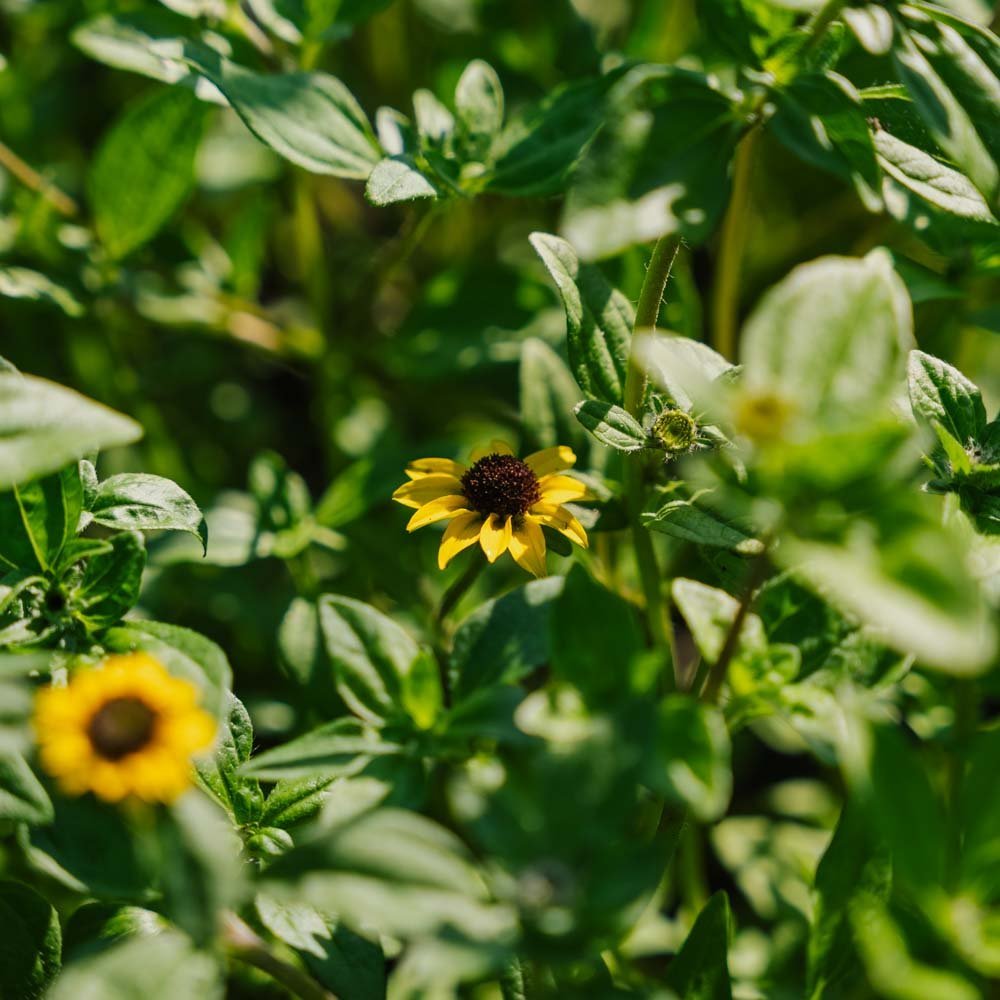 Graines de bouton d'or - 150 graines biologiques