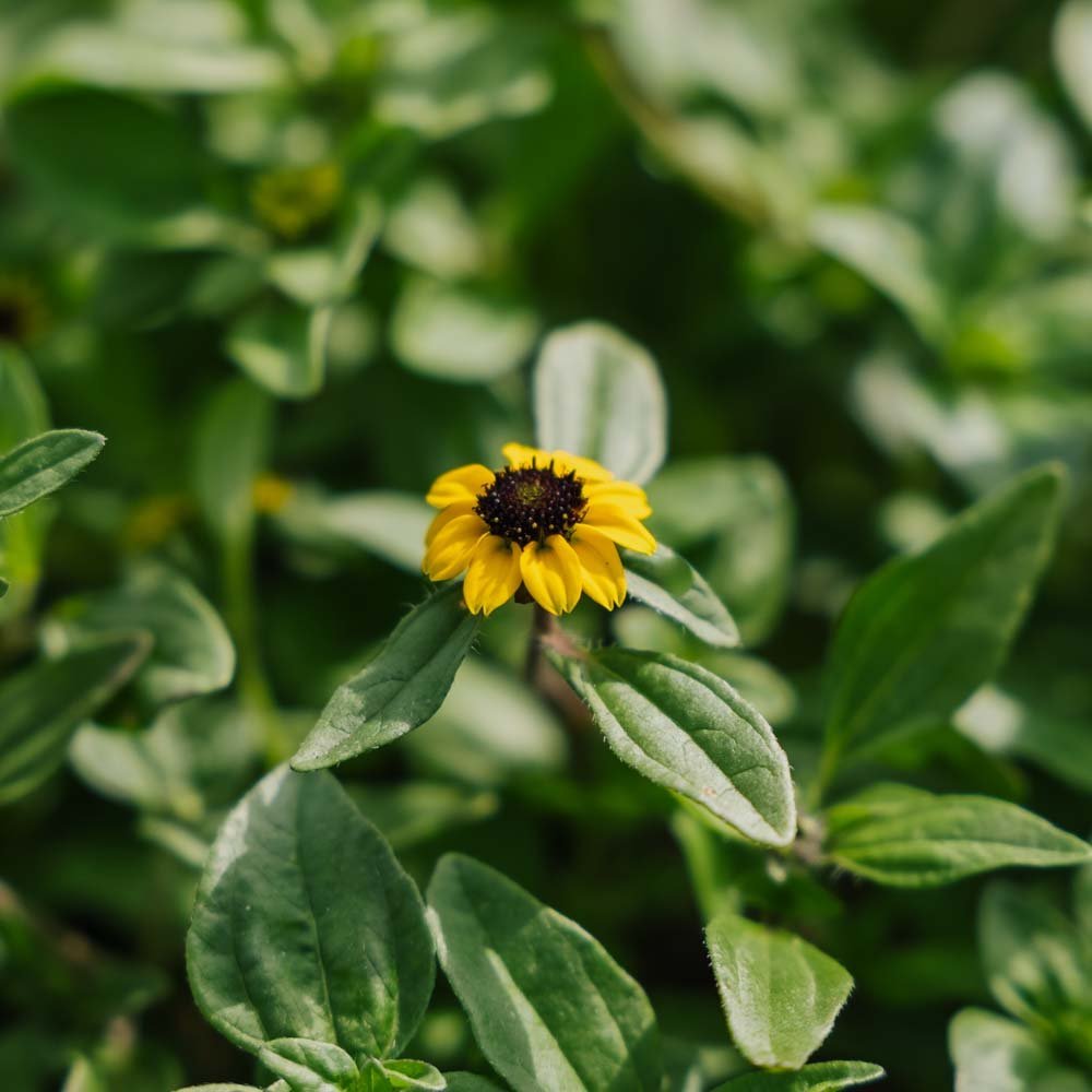 Graines de bouton d'or - 150 graines biologiques