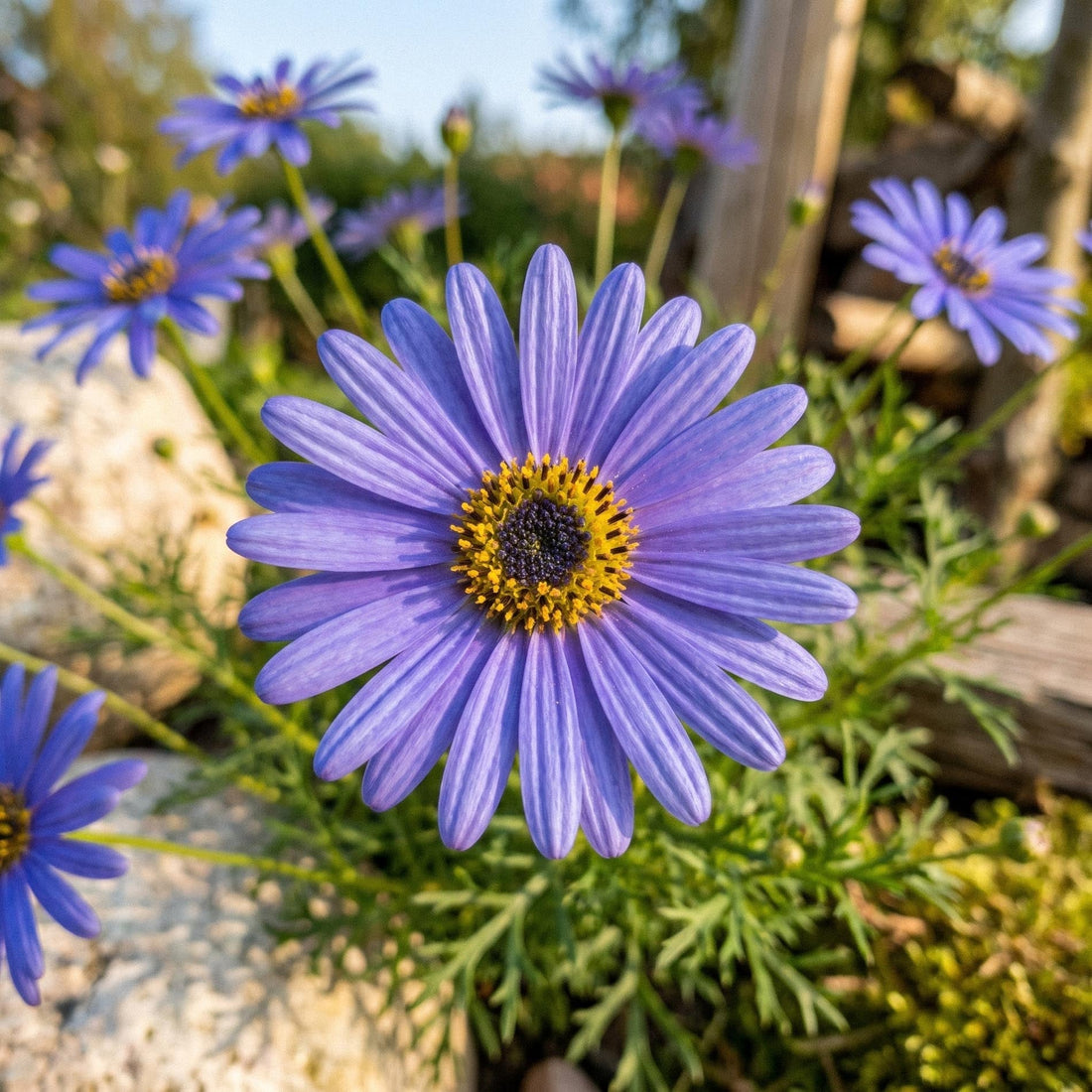 Graines de brachycome 'Swan River Daisy' - 150 graines biologiques