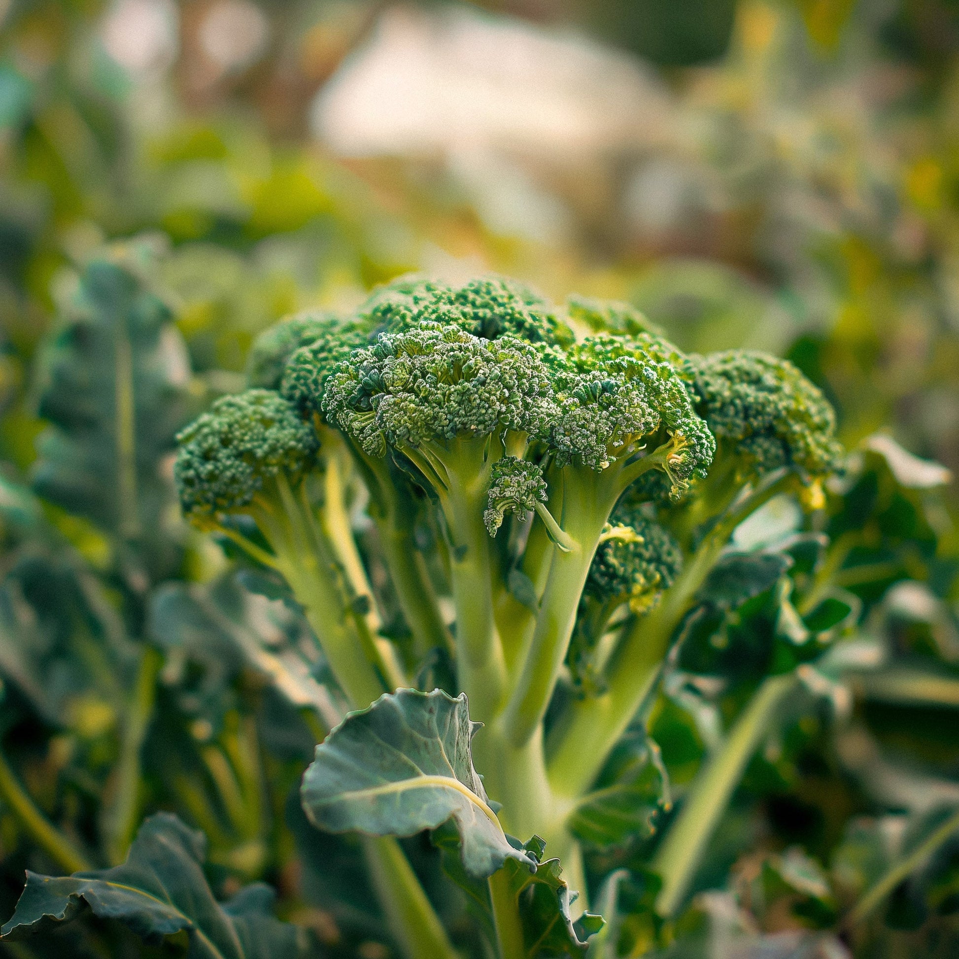 Graines de brocoli 'Bobby' - 10 graines biologiques