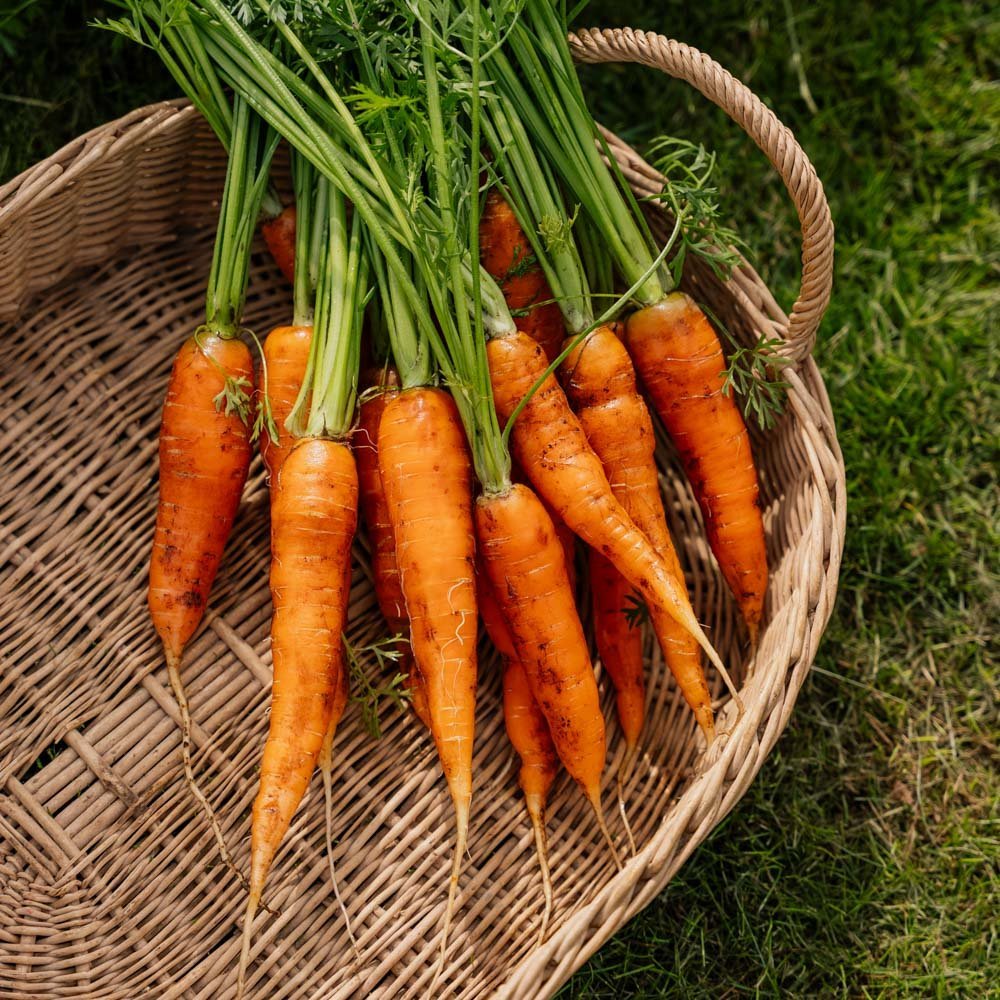 Graines de carotte 'Milan' - 500 graines biologiques