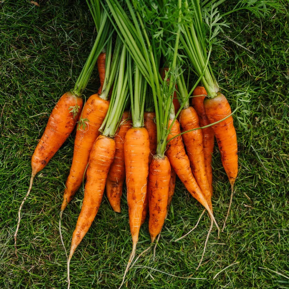 Graines de carotte 'Milan' - 500 graines biologiques