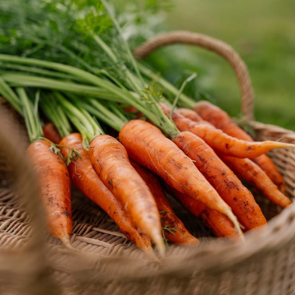 Graines de carotte 'Milan' - 500 graines biologiques