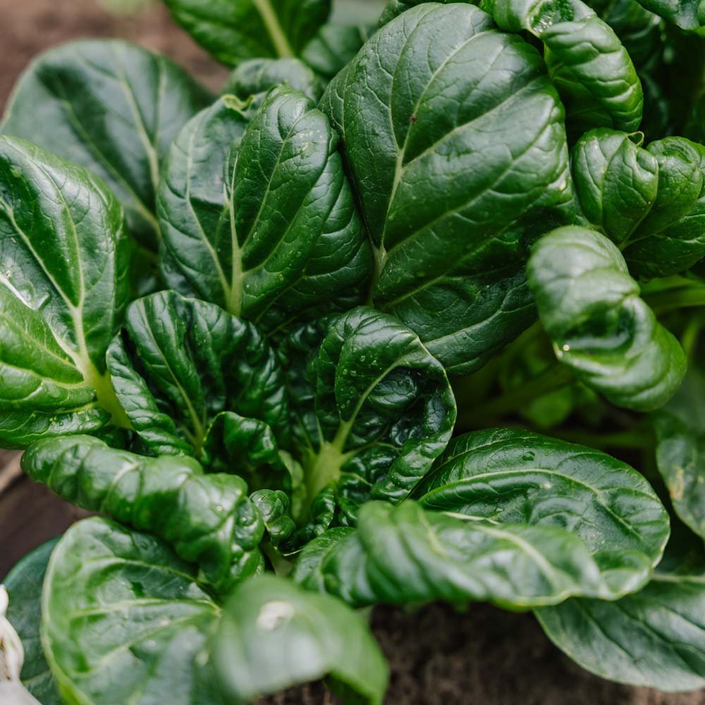 Graines de chou Tatsoi - 50 graines biologiques