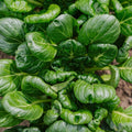 Graines de chou Tatsoi - 50 graines biologiques