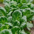 Graines de chou Tatsoi - 50 graines biologiques