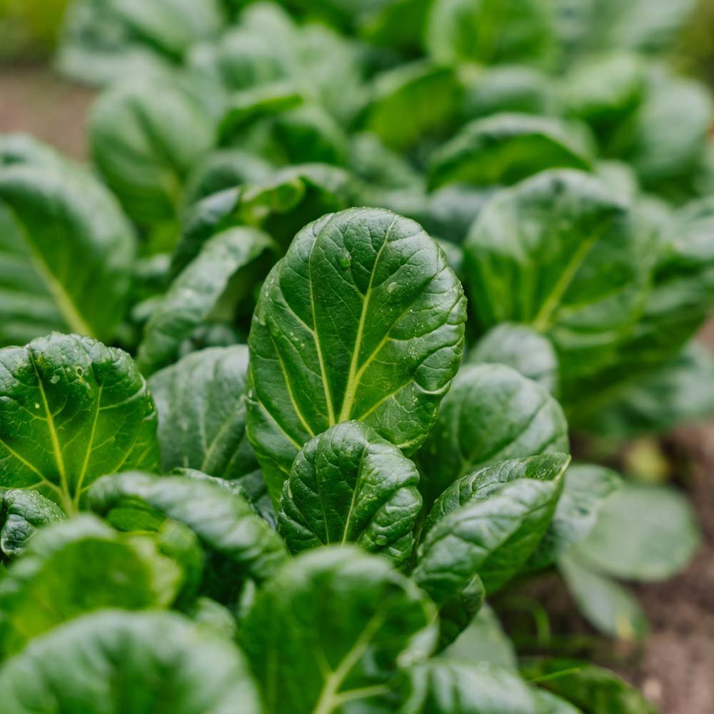 Graines de chou Tatsoi - 50 graines biologiques