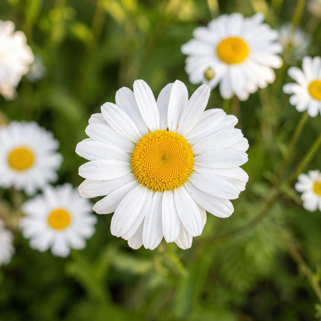 Graines de chrysanthème couronné 'Ircutianum Wild Type' - 180 graines biologiques