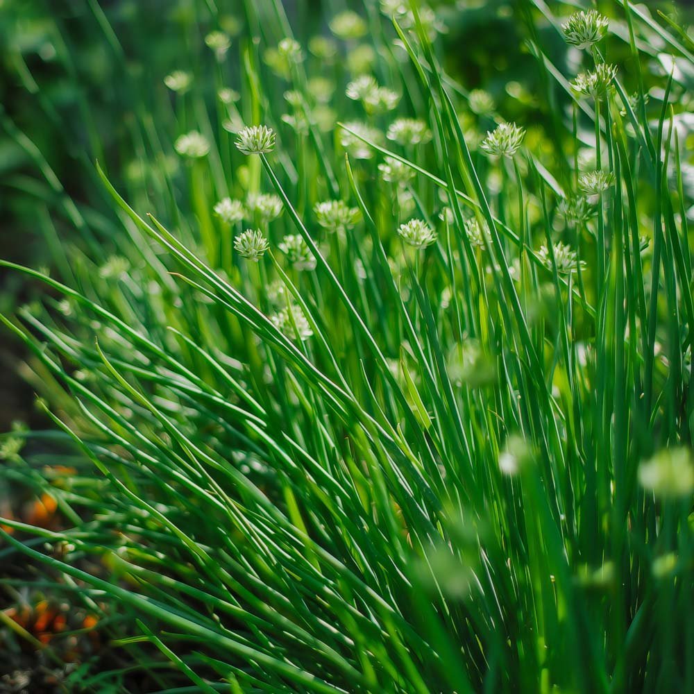 Graines de ciboulette chinoise - 100 graines biologiques
