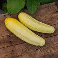 Graines de concombre 'Gele Tros' - 10 graines biologiques