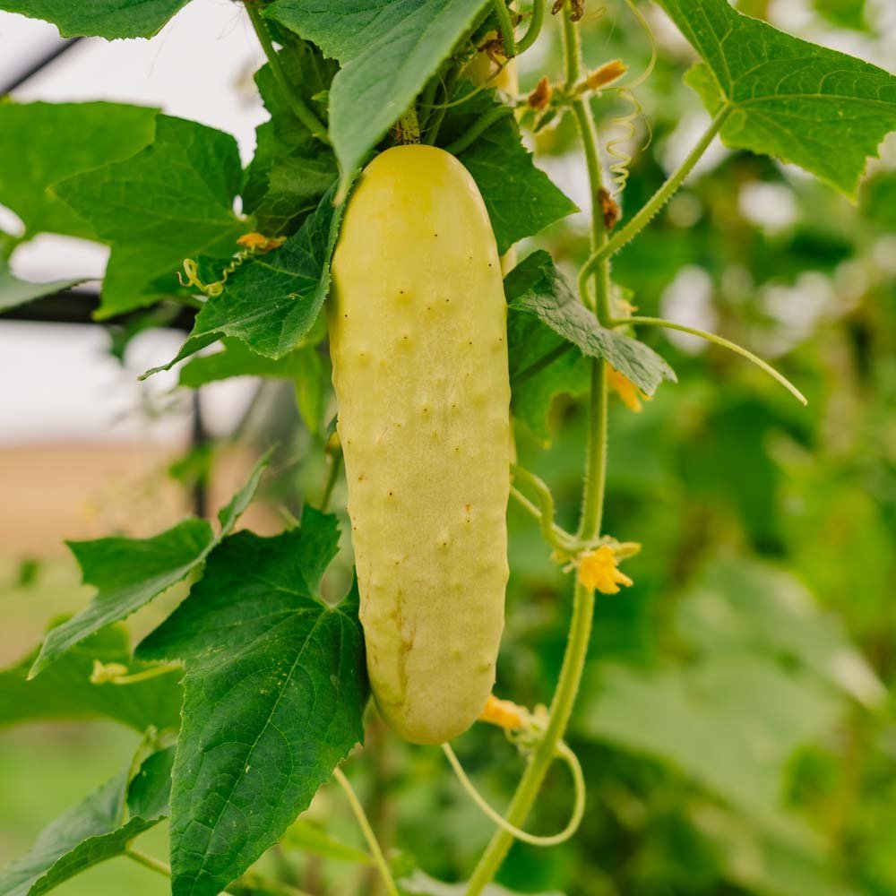 Graines de concombre 'Gele Tros' - 10 graines biologiques