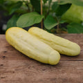 Graines de concombre 'Gele Tros' - 10 graines biologiques