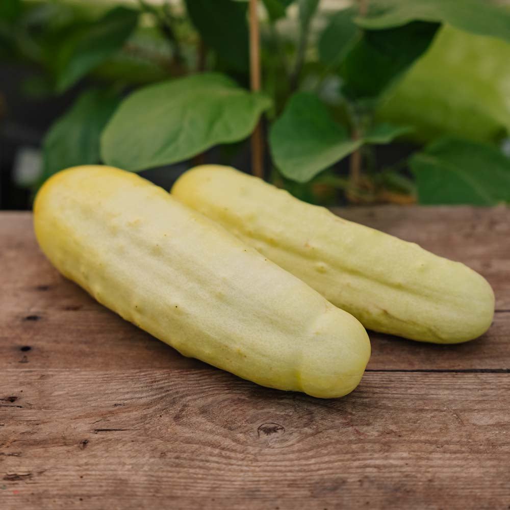 Graines de concombre 'Gele Tros' - 10 graines biologiques