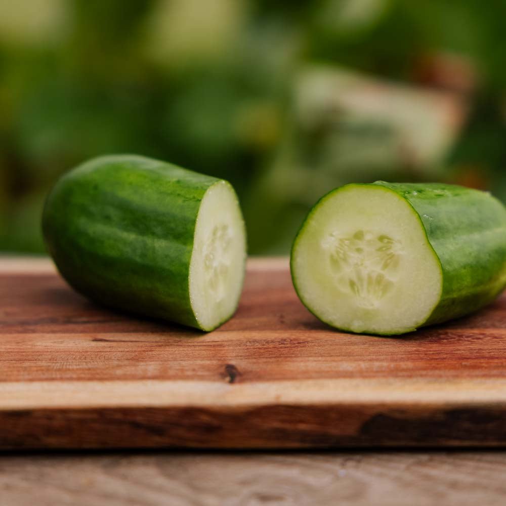 Graines de concombre 'La Diva' - 5 graines biologiques