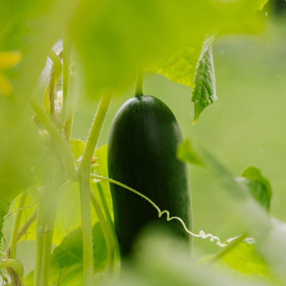 Graines de concombre 'La Diva' - 5 graines biologiques