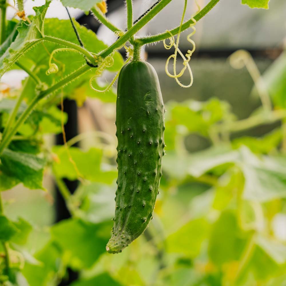 Graines de concombre 'Marketmore' - 10 graines biologiques