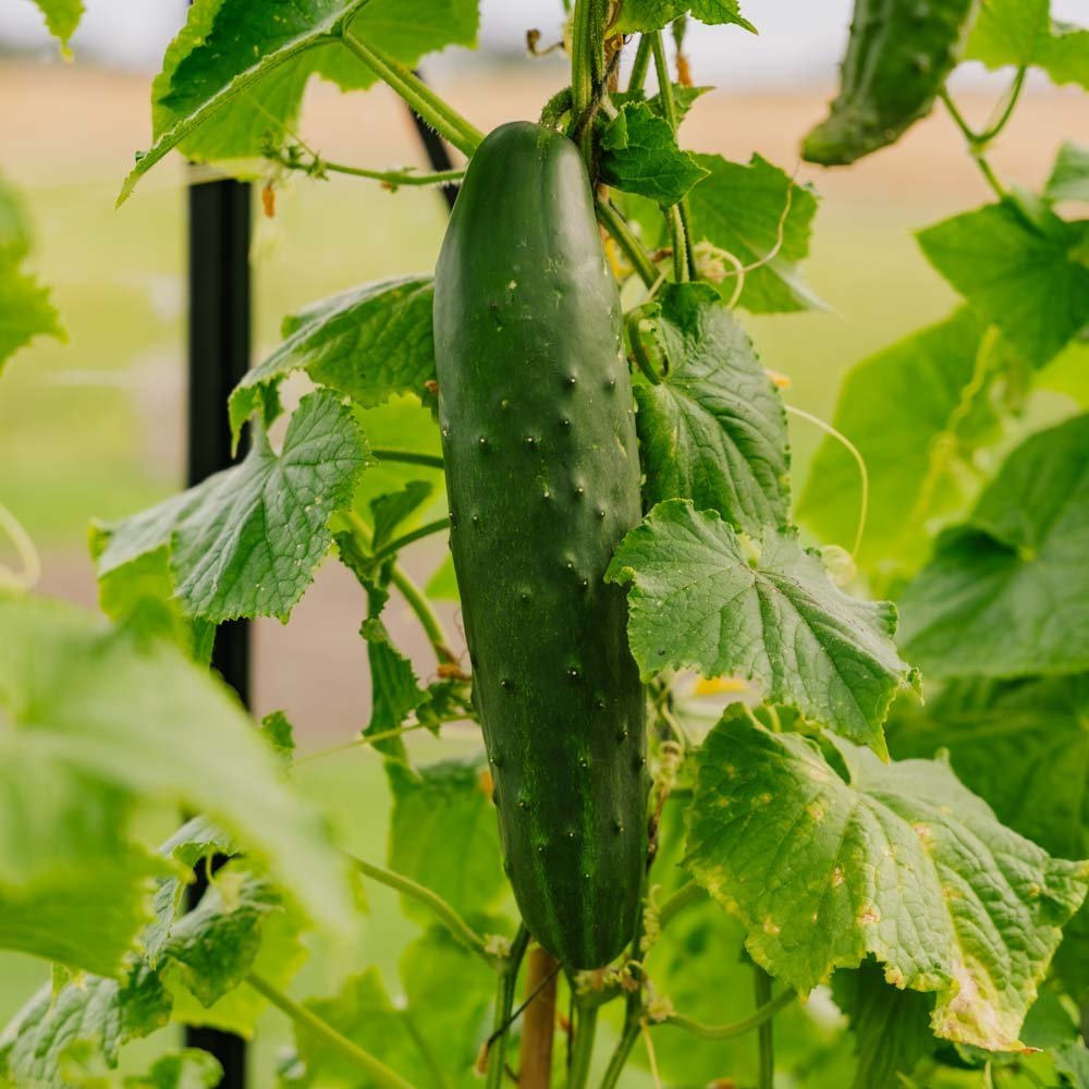 Graines de concombre 'Marketmore' - 10 graines biologiques