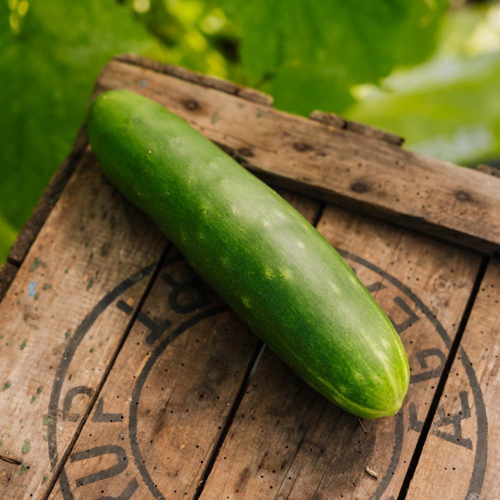 Graines de concombre 'Tanja' - 10 graines biologiques