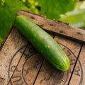 Graines de concombre 'Tanja' - 10 graines biologiques
