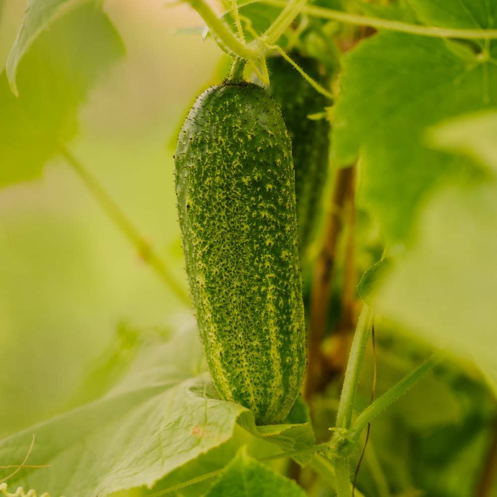 Graines de concombre 'Vorgebirgstrauben' - 10 graines biologiques