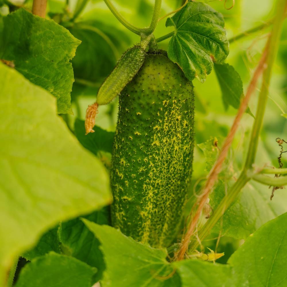 Graines de concombre 'Vorgebirgstrauben' - 10 graines biologiques