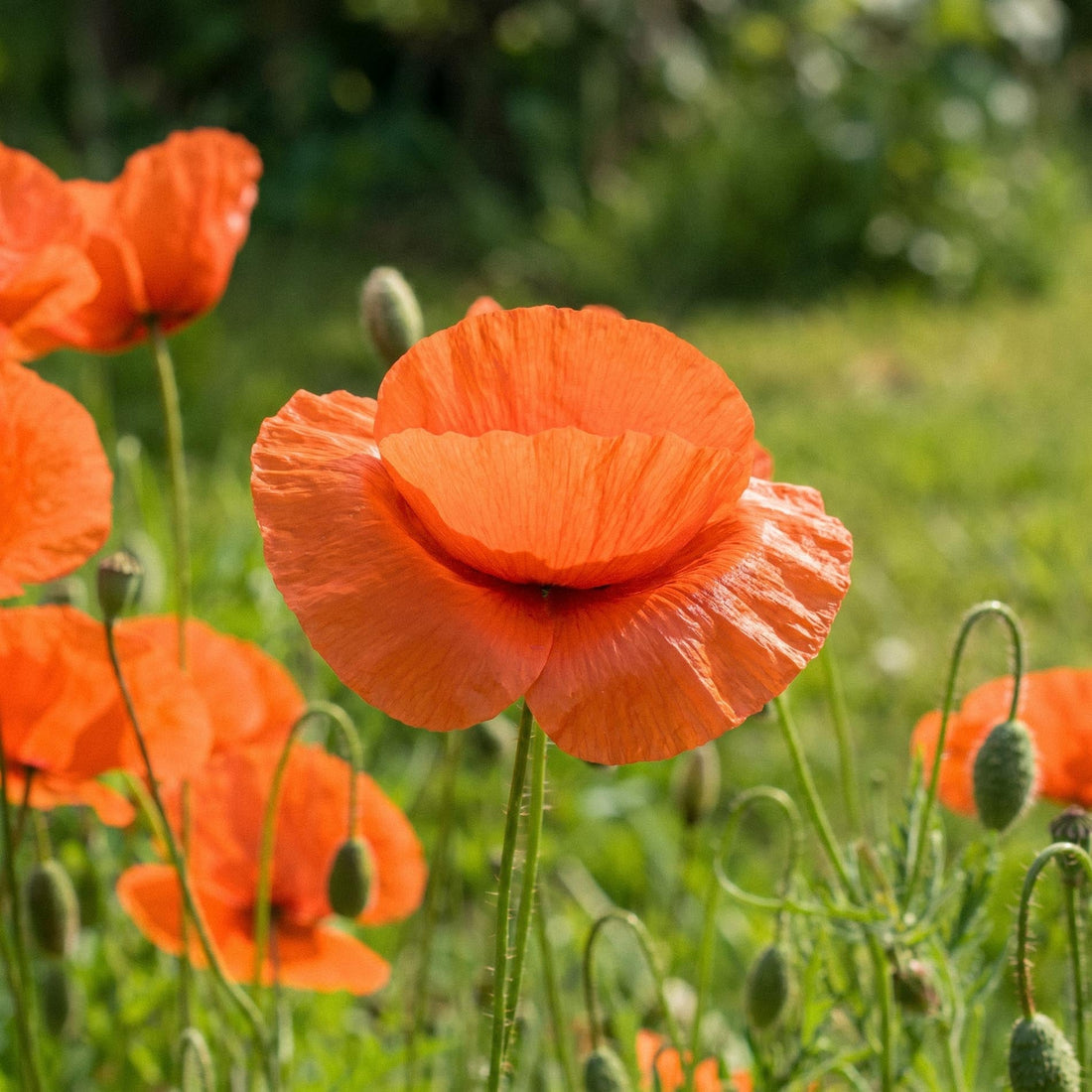 Graines de coquelicot 'Common poppy' - 700 graines biologiques