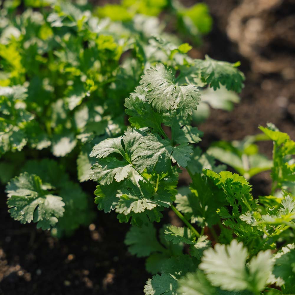 Graines de coriandre - 100 graines biologiques