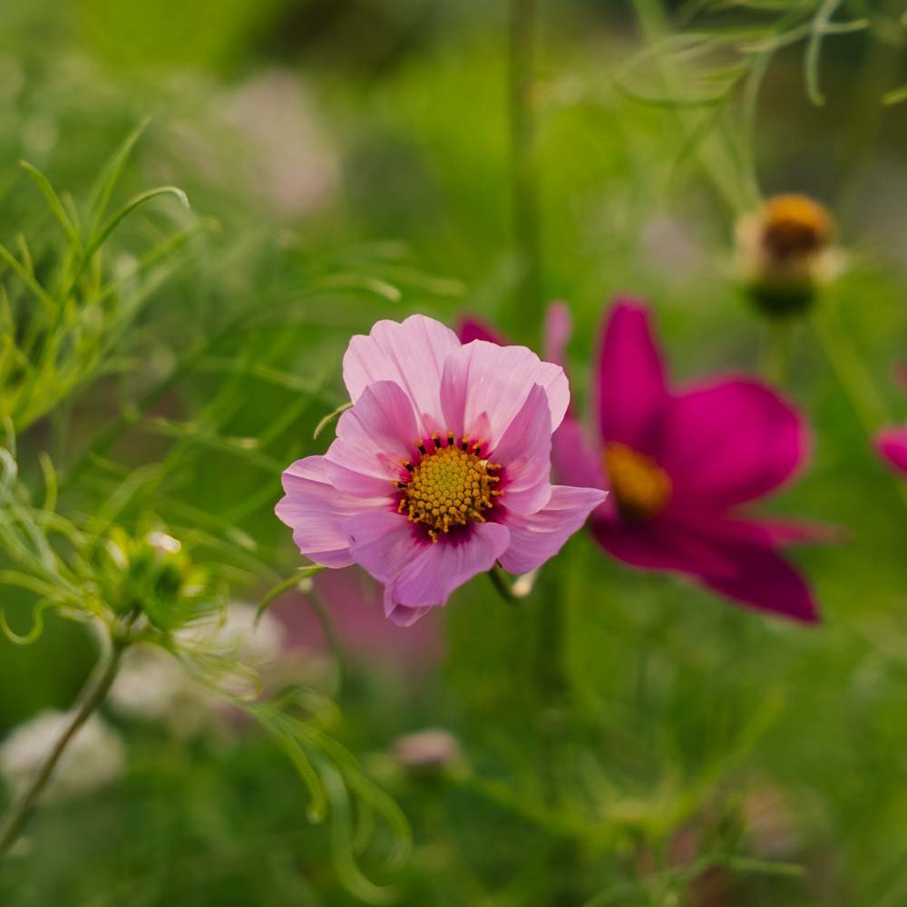 Graines de cosmos 'Garden Cosmos' - 80 graines biologiques