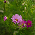 Graines de cosmos 'Garden Cosmos' - 80 graines biologiques