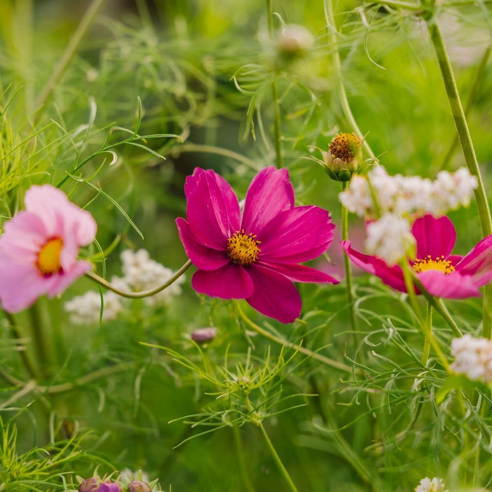 Graines de cosmos 'Garden Cosmos' - 80 graines biologiques