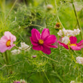 Graines de cosmos 'Garden Cosmos' - 80 graines biologiques