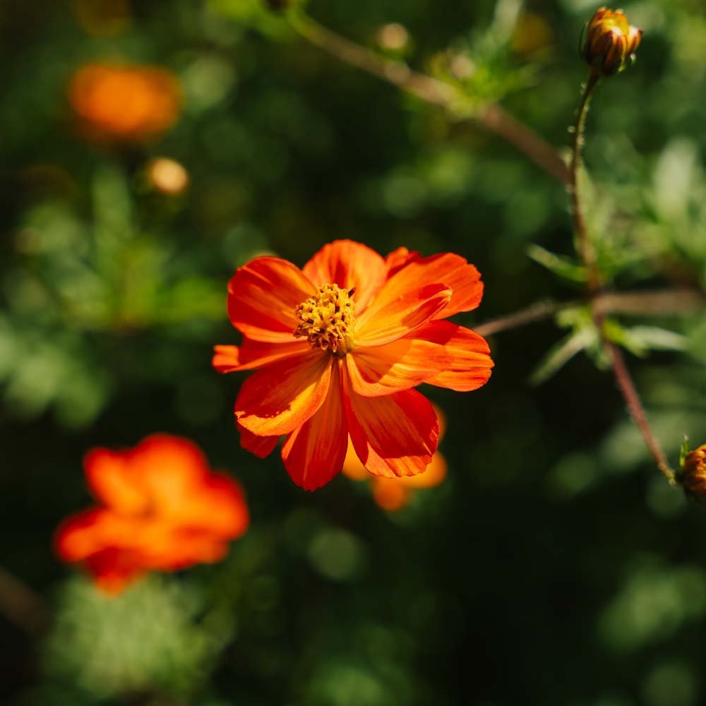 Graines de cosmos 'Sulfur Cosmos' - 80 graines biologiques