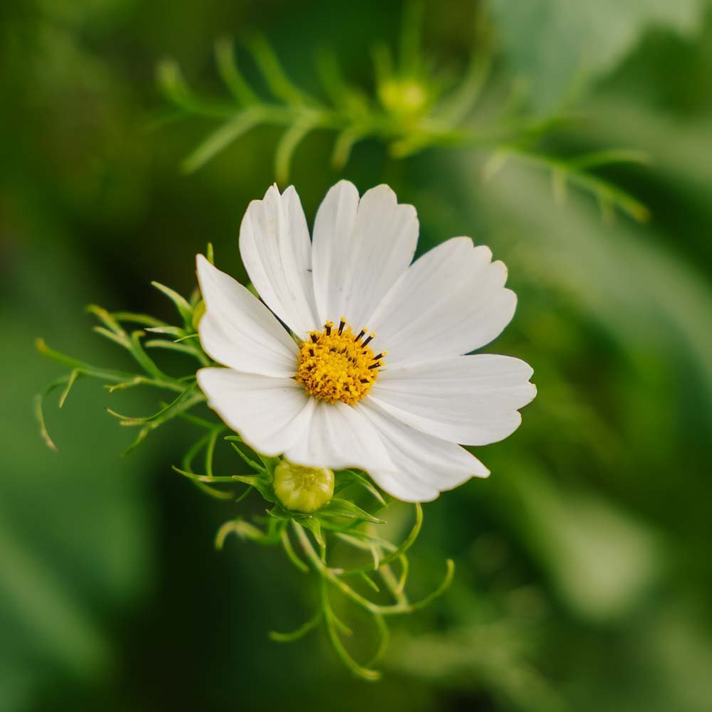 Graines de cosmos 'White Cosmos' - 80 graines biologiques