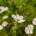 Graines de cosmos 'White Cosmos' - 80 graines biologiques