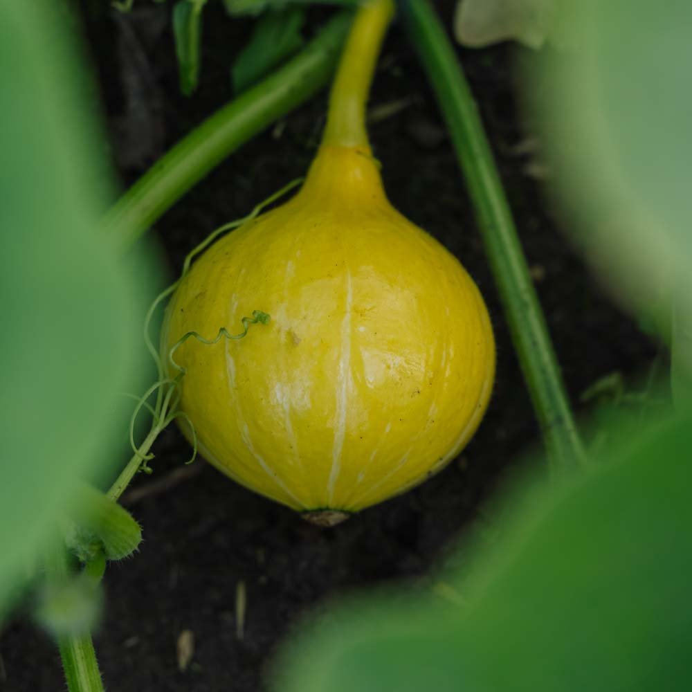 Graines de courge d'hiver 'Uchiki Kuri' - 5 graines biologiques