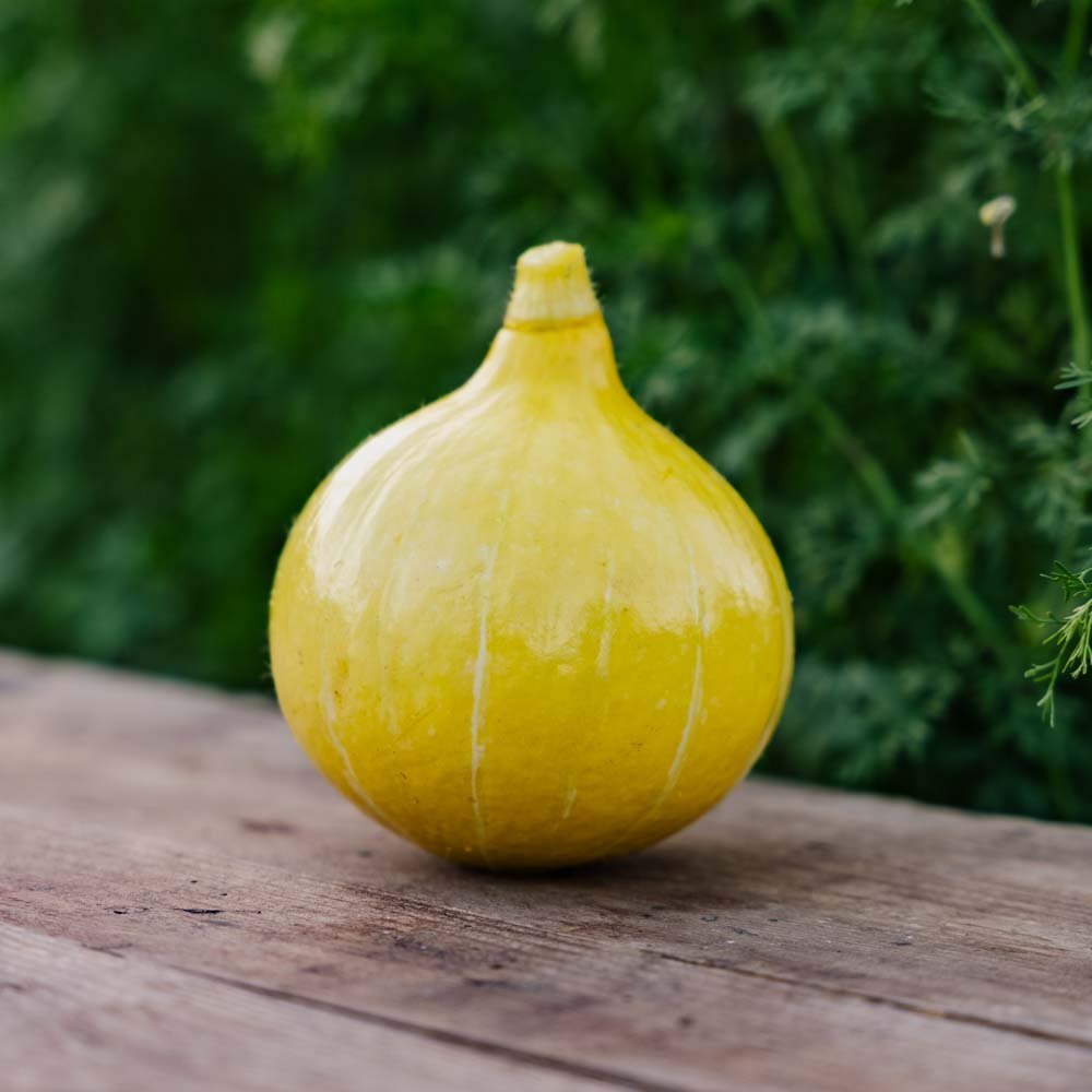 Graines de courge d'hiver 'Uchiki Kuri' - 5 graines biologiques