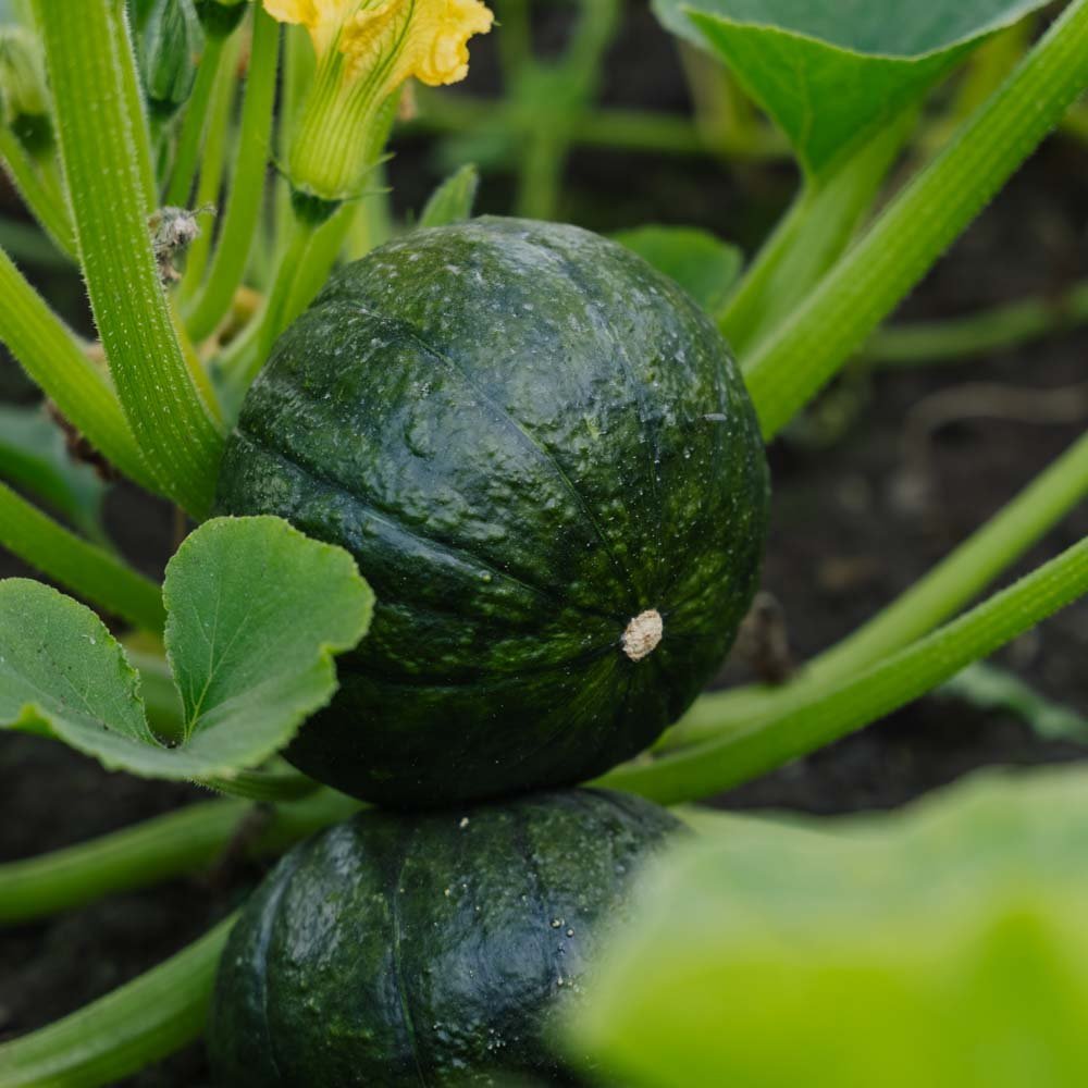 Graines de courge d'hiver 'Zappalito' - 4 graines biologiques