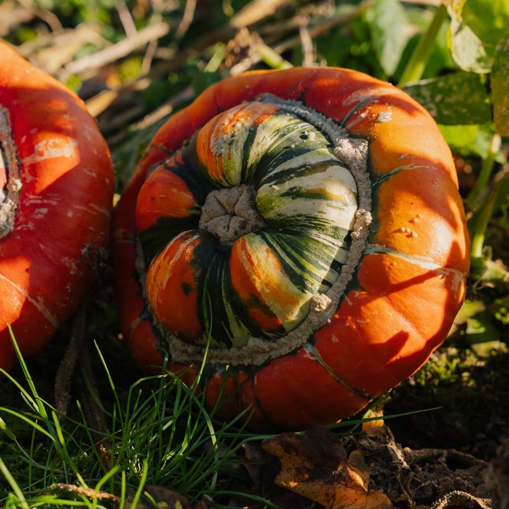 Graines de courge ornementale 'Bischofsmütze' - 5 graines biologiques